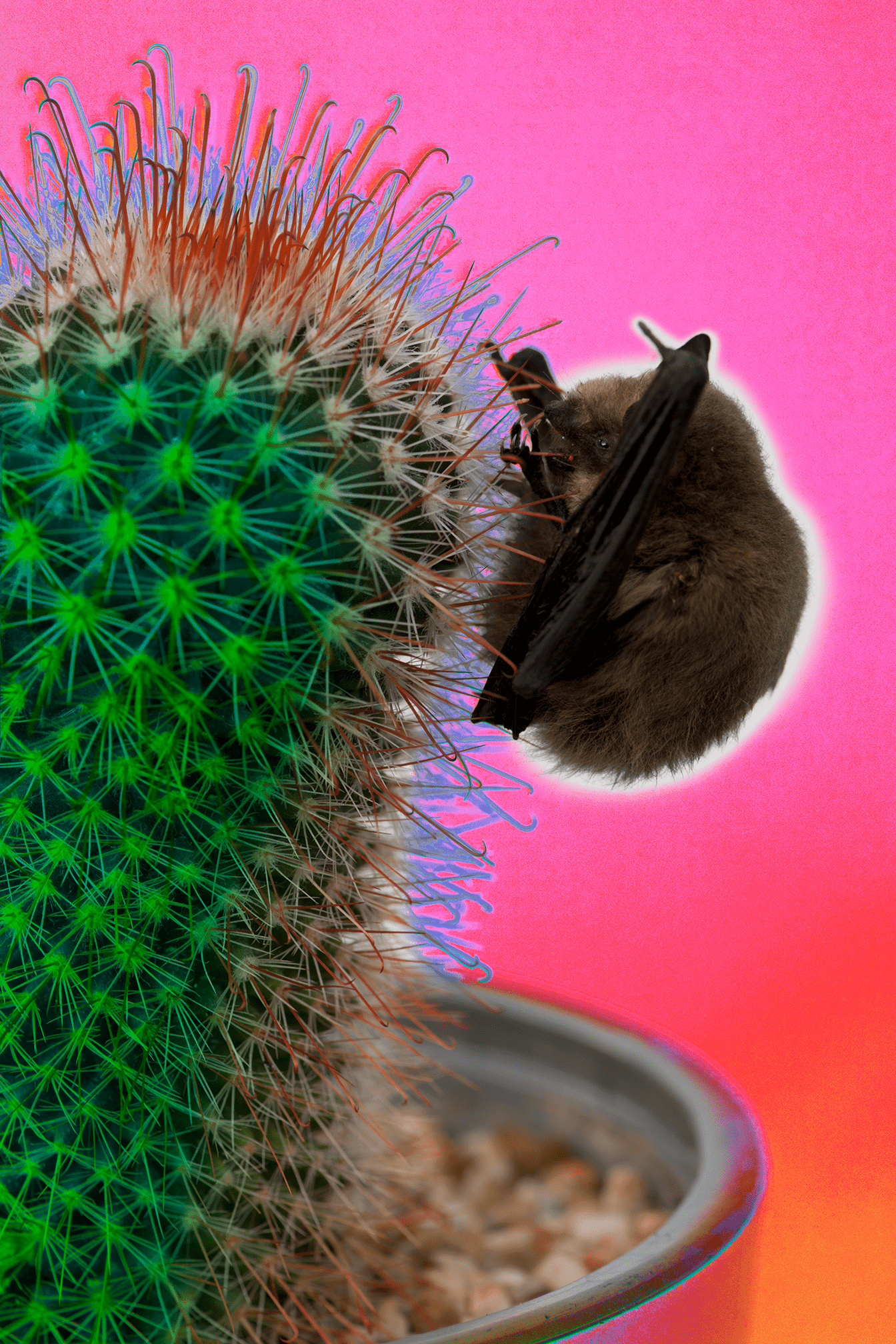 Die Fledermaus und der Kaktus 2