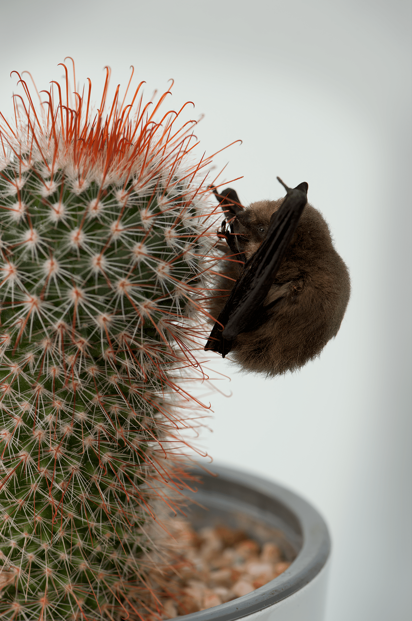 Die Fledermaus und der Kaktus 1